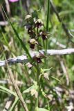 Epipactis helleborine