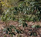 Rhododendron fortunei. Взрослое растение. Германия, г. Krefeld, ботанический сад. 07.04.2013.