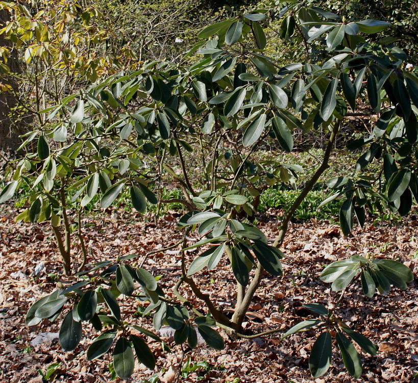 Image of Rhododendron fortunei specimen.