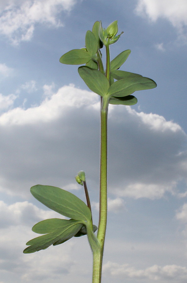 Image of Aquilegia vulgaris specimen.