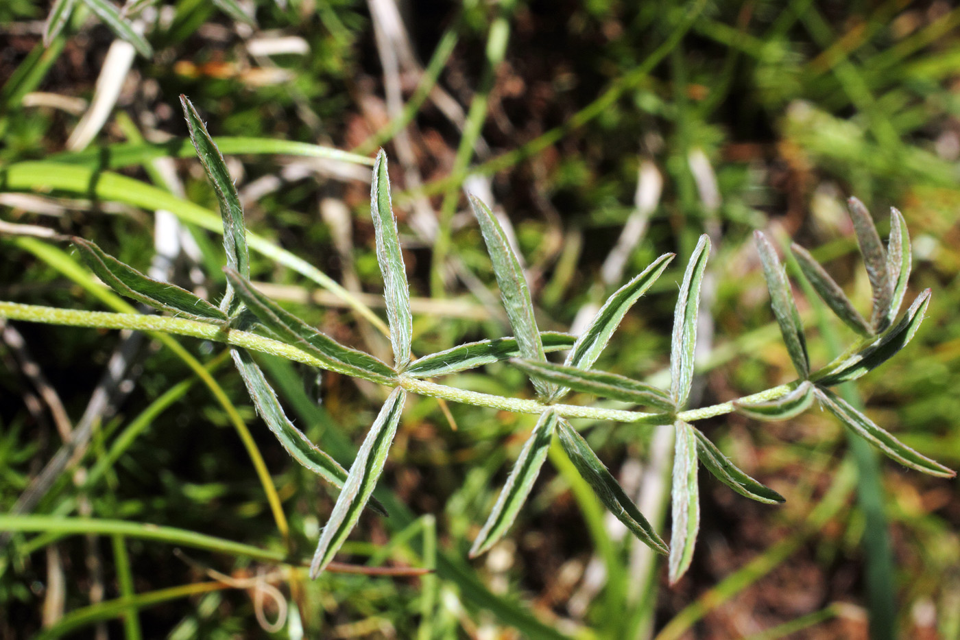 Image of Astragalus adpressepilosus specimen.