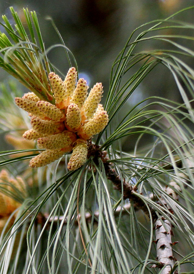 Image of Pinus wallichiana specimen.