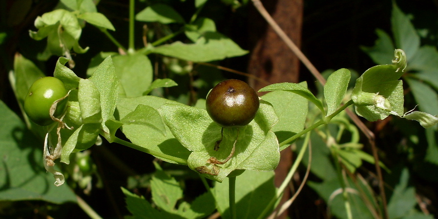 Image of Cucubalus baccifer specimen.