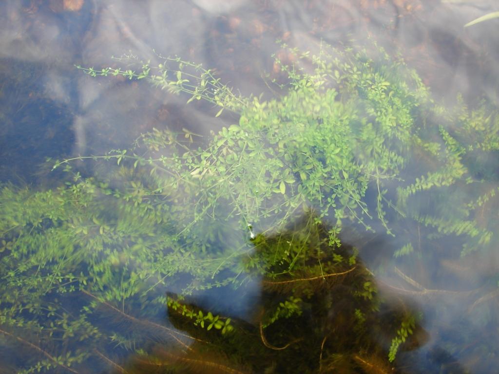 Image of Galium palustre specimen.