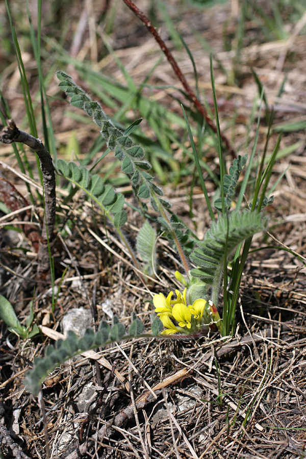 Image of Astragalus anisomerus specimen.