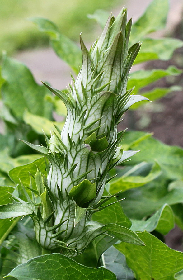 Изображение особи Acanthus mollis.