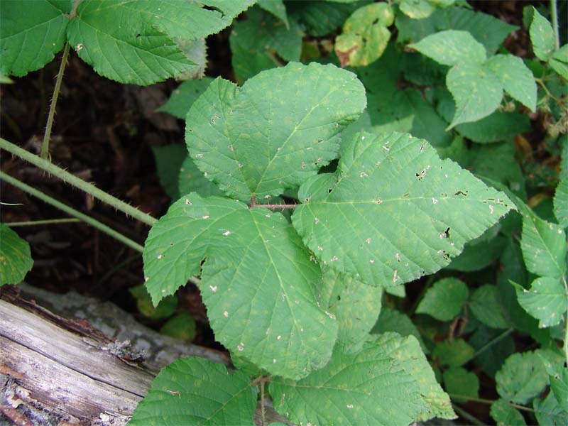 Image of Rubus caucasicus specimen.