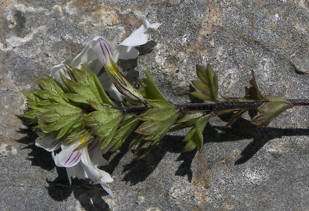 Image of Euphrasia petiolaris specimen.