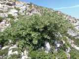 Pyrus elaeagrifolia. Отцвётшее растение. Крым, Ялтинский горно-лесной природный заповедник, Ай-Петри. 23.05.2013.