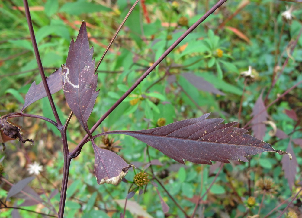 Image of Bidens frondosa specimen.