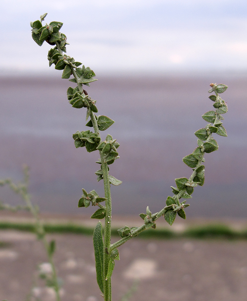 Image of Atriplex sagittata specimen.