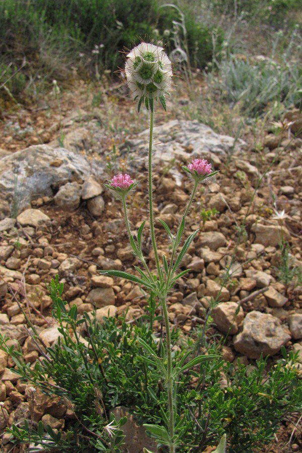 Image of Lomelosia micrantha specimen.