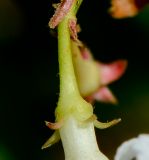 Trachelospermum jasminoides. Чашечка цветка. Израиль, Шарон, г. Герцлия, в культуре. 09.05.2013.