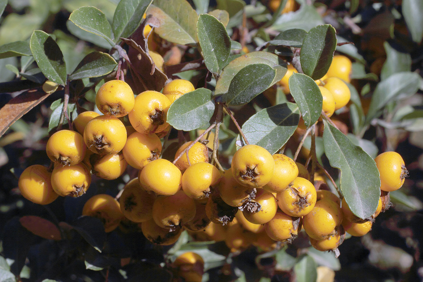 Image of Pyracantha crenulata specimen.