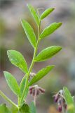 Lathyrus japonicus subspecies pubescens. Лист. Карелия, Лоухский р-н, окр. пос. Чкаловский, берег Белого моря. 15.06.2013.