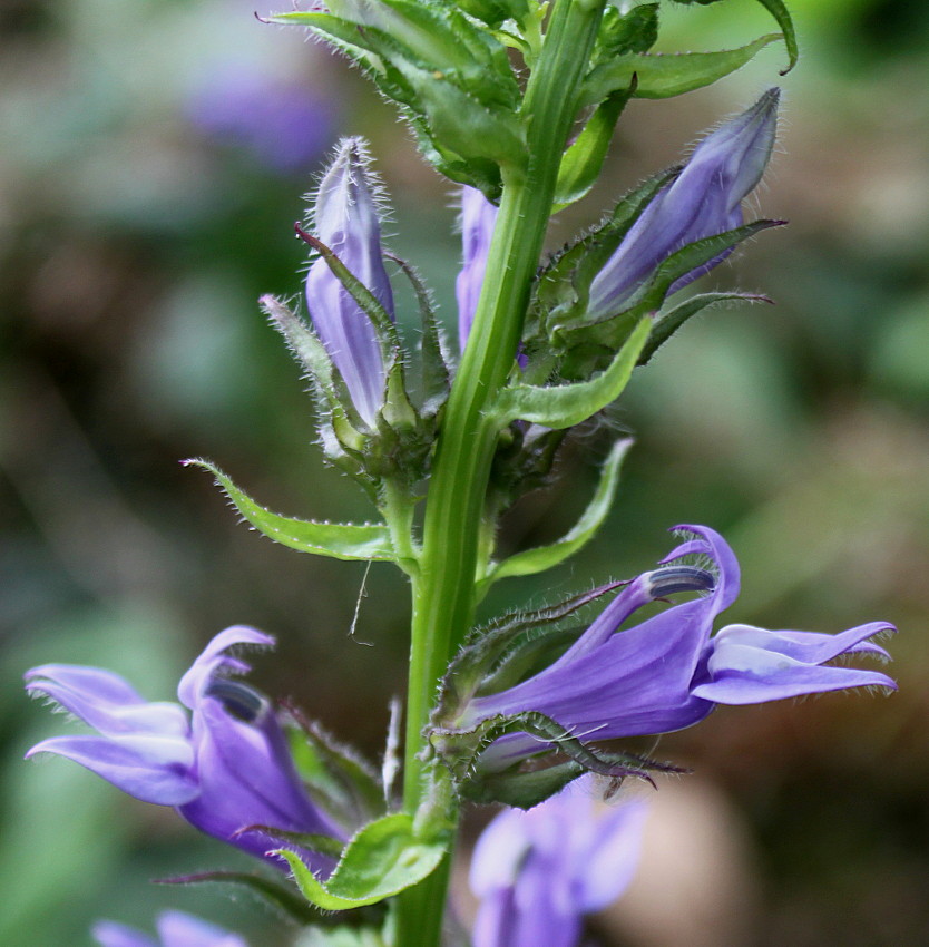 Изображение особи Lobelia siphilitica.