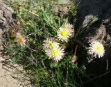 Taraxacum stepanovae