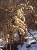 Solidago canadensis. Соплодие. Украина, г. Запорожье, балка между Космическим мкрн. и Опытной станцией, возле ручья. 12.12.2013.