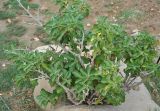 Withania adunensis. Плодоносящее растение. Сокотра, плато Хомхи, каменистый склон. 29.12.2013.