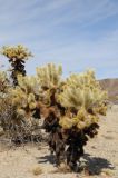 Cylindropuntia bigelovii. Плодоносящее растение. США, Калифорния, Joshua Tree National Park. 19.02.2014.