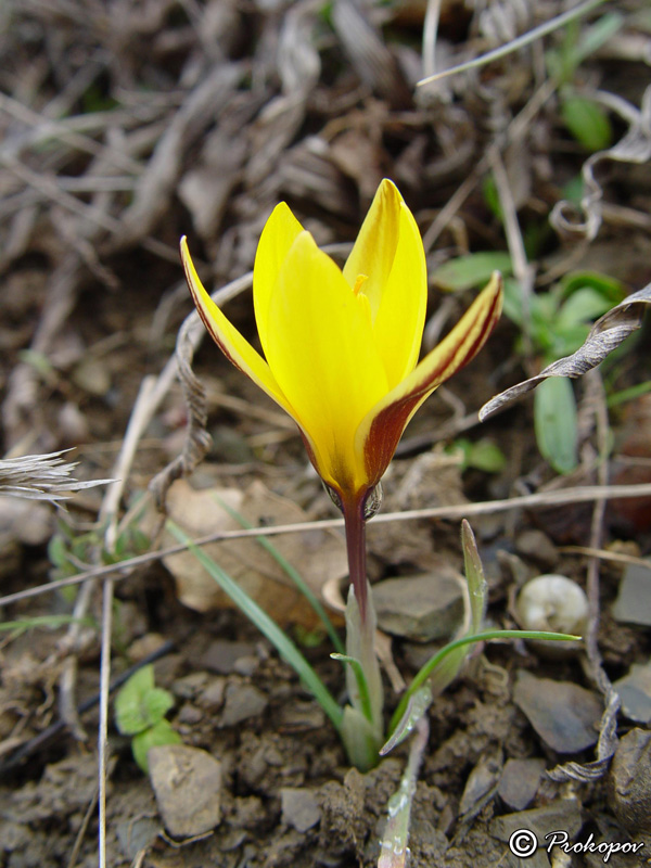 Image of Crocus angustifolius specimen.