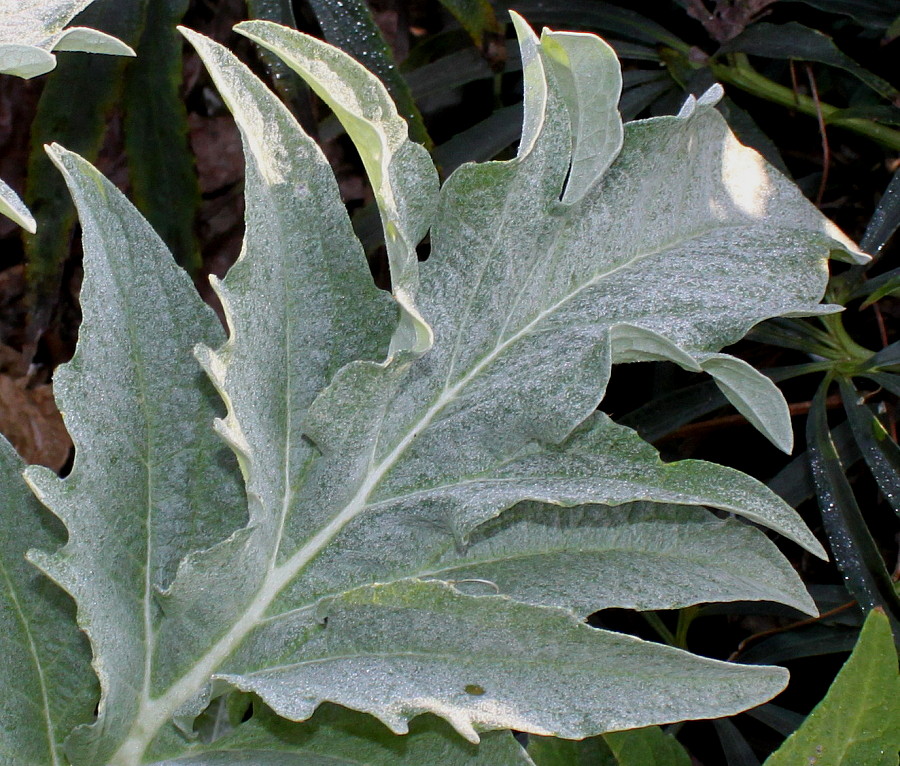 Изображение особи Cynara scolymus.