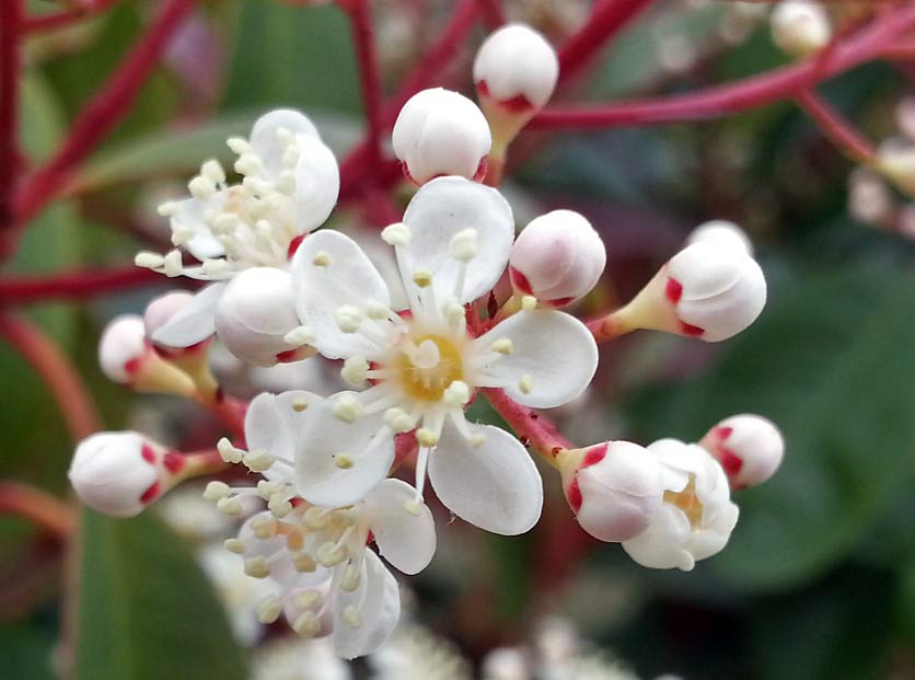 Изображение особи Photinia &times; fraseri.