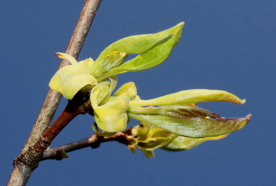 Image of Acer ginnala specimen.