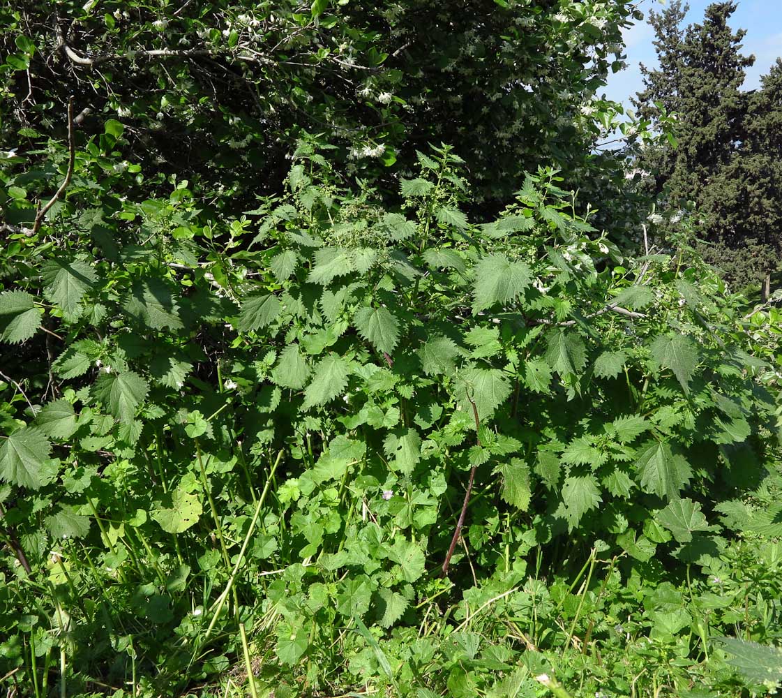 Image of Urtica pilulifera specimen.