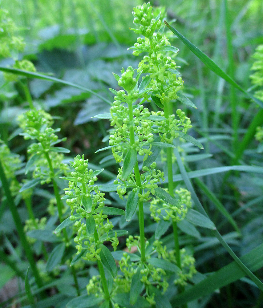 Image of Cruciata glabra specimen.