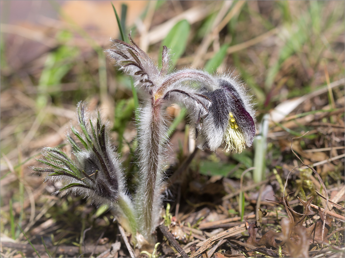 Image of Pulsatilla pratensis specimen.