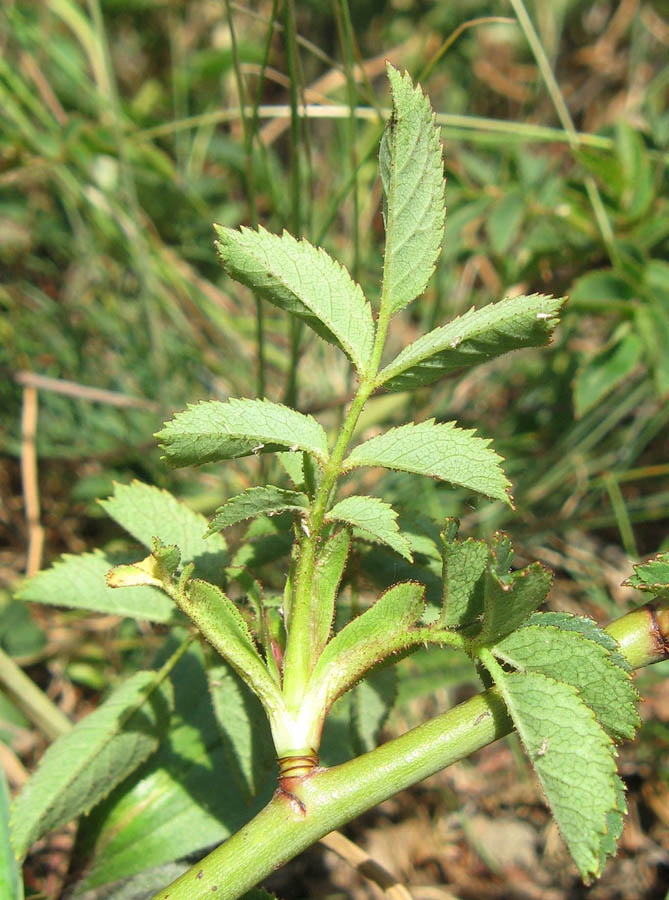 Image of genus Rosa specimen.