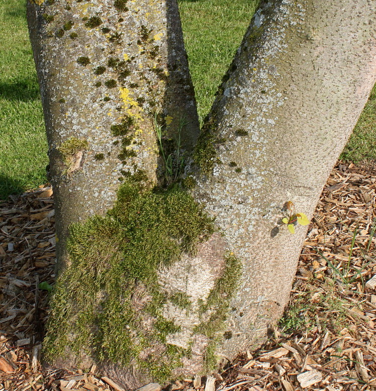 Image of Idesia polycarpa specimen.