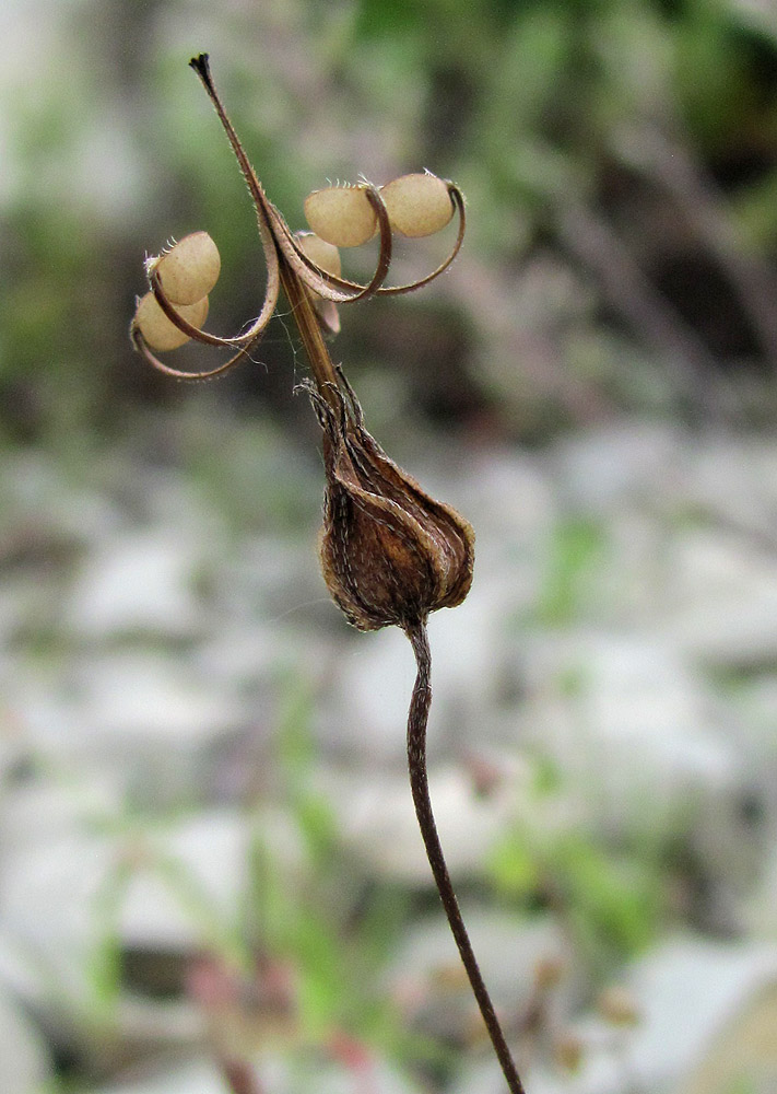 Image of Geranium columbinum specimen.