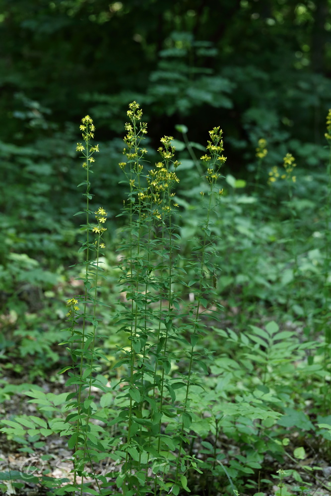 Image of Hypericum hirsutum specimen.