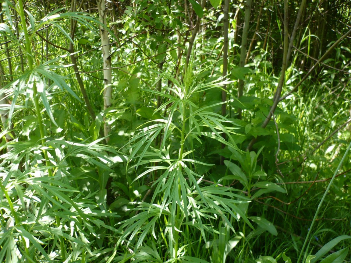 Image of Artemisia vulgaris specimen.