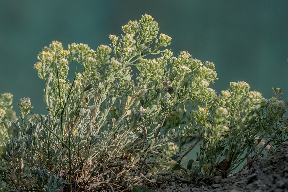 Image of Odontarrhena obtusifolia specimen.