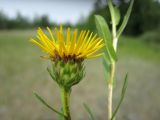 View full-size image Inula salicina