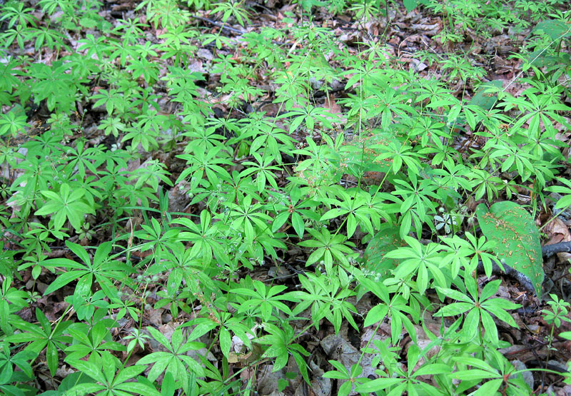 Image of Galium odoratum specimen.