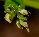 Medicago polymorpha