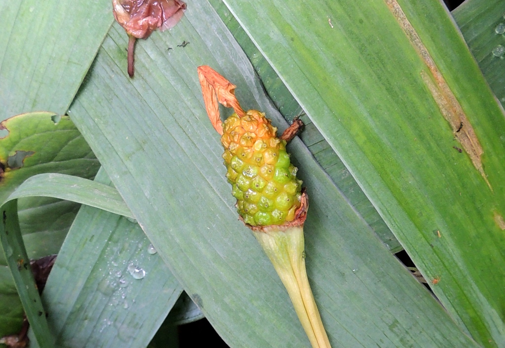 Image of Arisaema sachalinense specimen.