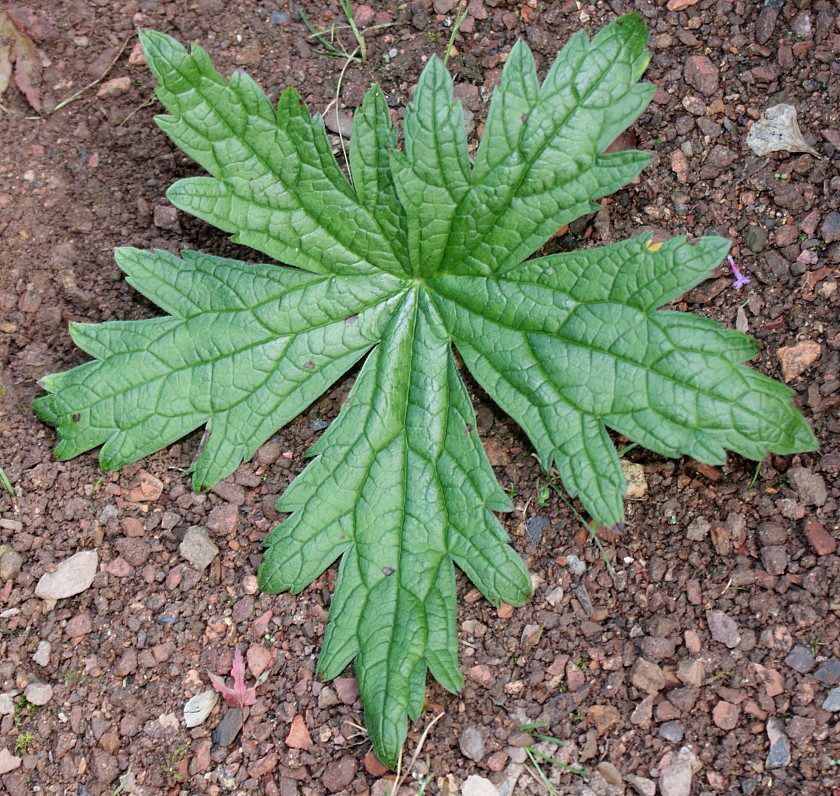 Image of Geranium psilostemon specimen.