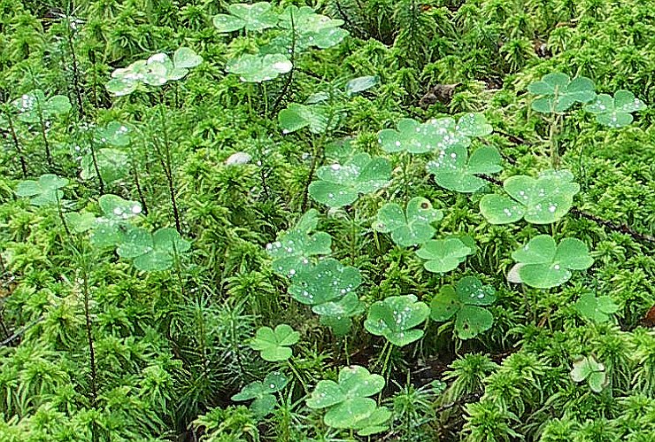 Image of Oxalis acetosella specimen.