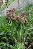 Pedicularis wilhelmsiana