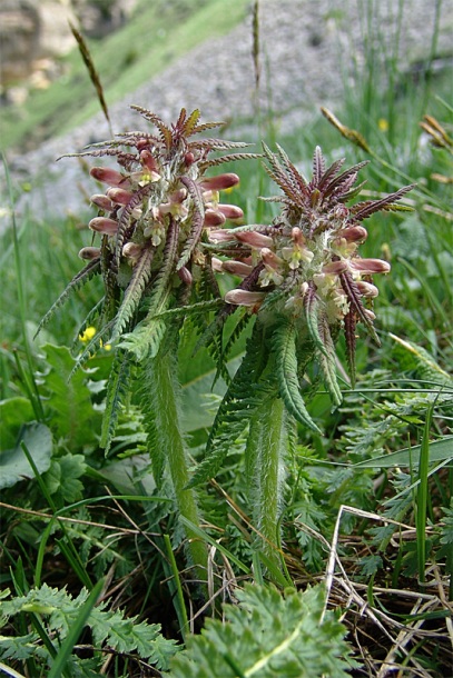 Image of Pedicularis wilhelmsiana specimen.