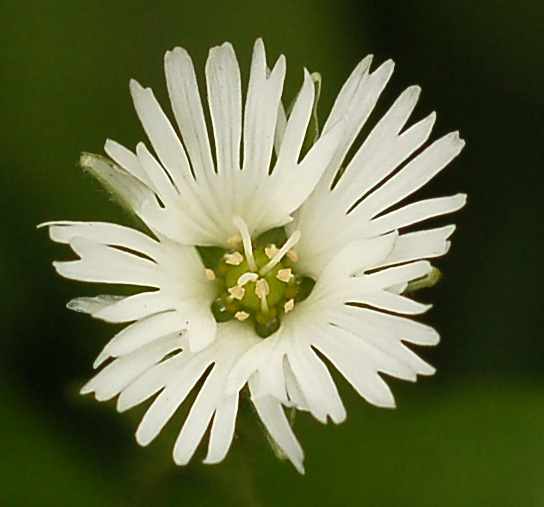 Image of Fimbripetalum radians specimen.