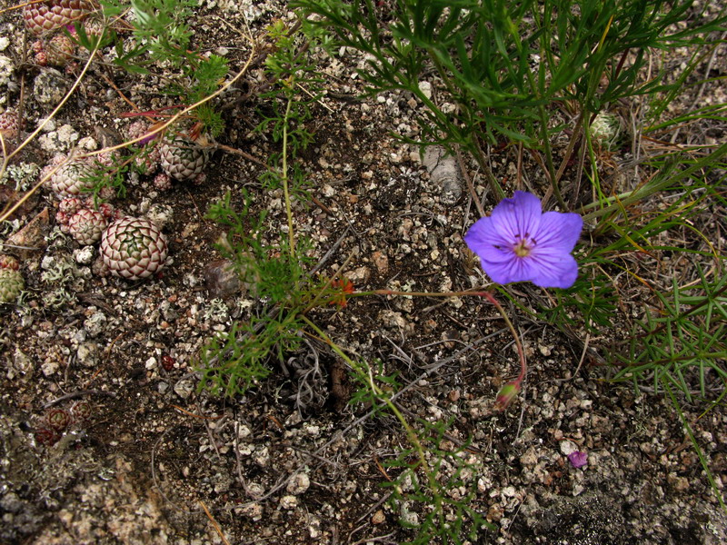 Image of Erodium tataricum specimen.