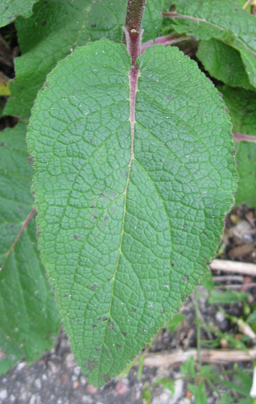 Image of Verbascum nigrum specimen.