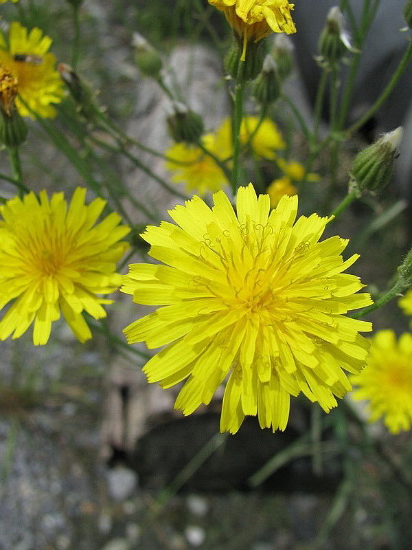 Image of Crepis tectorum specimen.