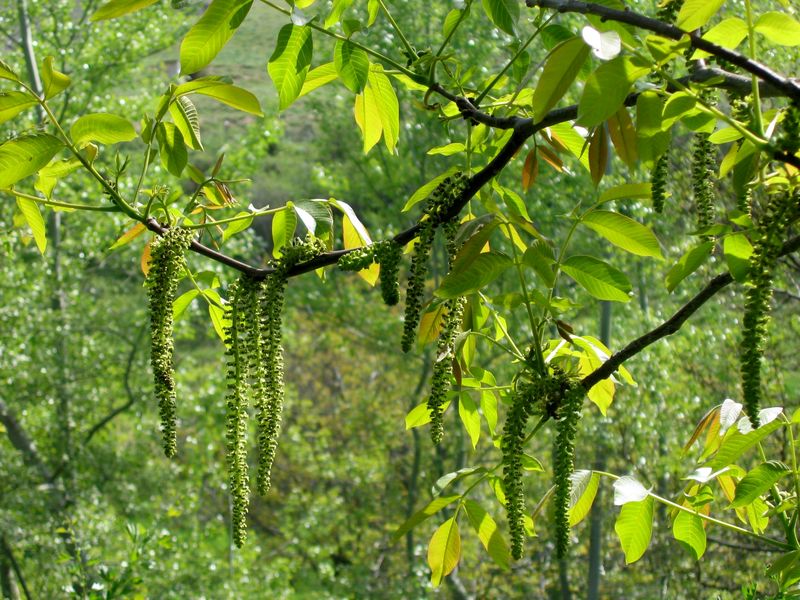 Изображение особи Juglans regia.